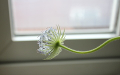 Bluelaceflower