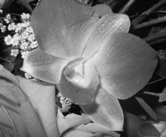 Dendrobium