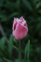 Tulip