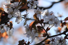2013.春.桜
