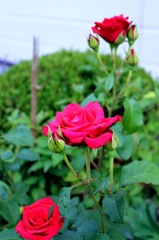 薔薇