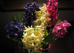 Hyacinth