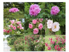 河川敷散歩道の薔薇たち