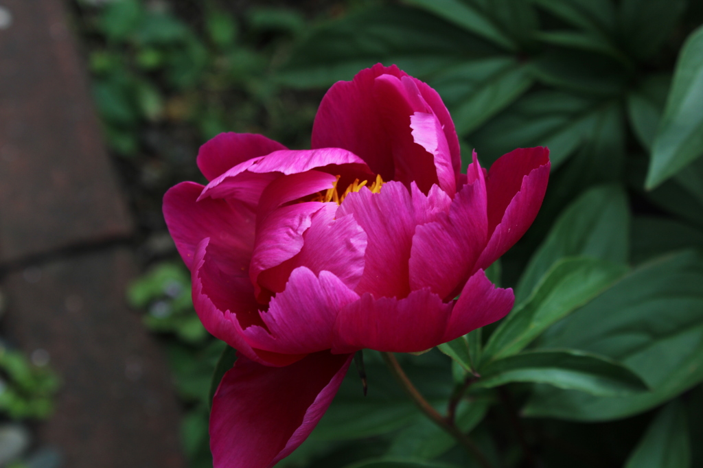 芍薬 2