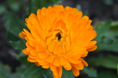金盞花