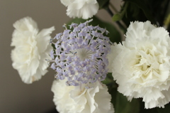 Blue lace flower
