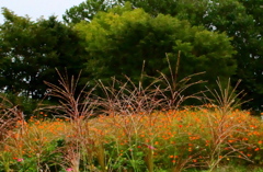 ススキと黄花コスモス