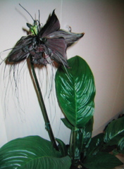 Tacca chantrieri