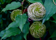 花球