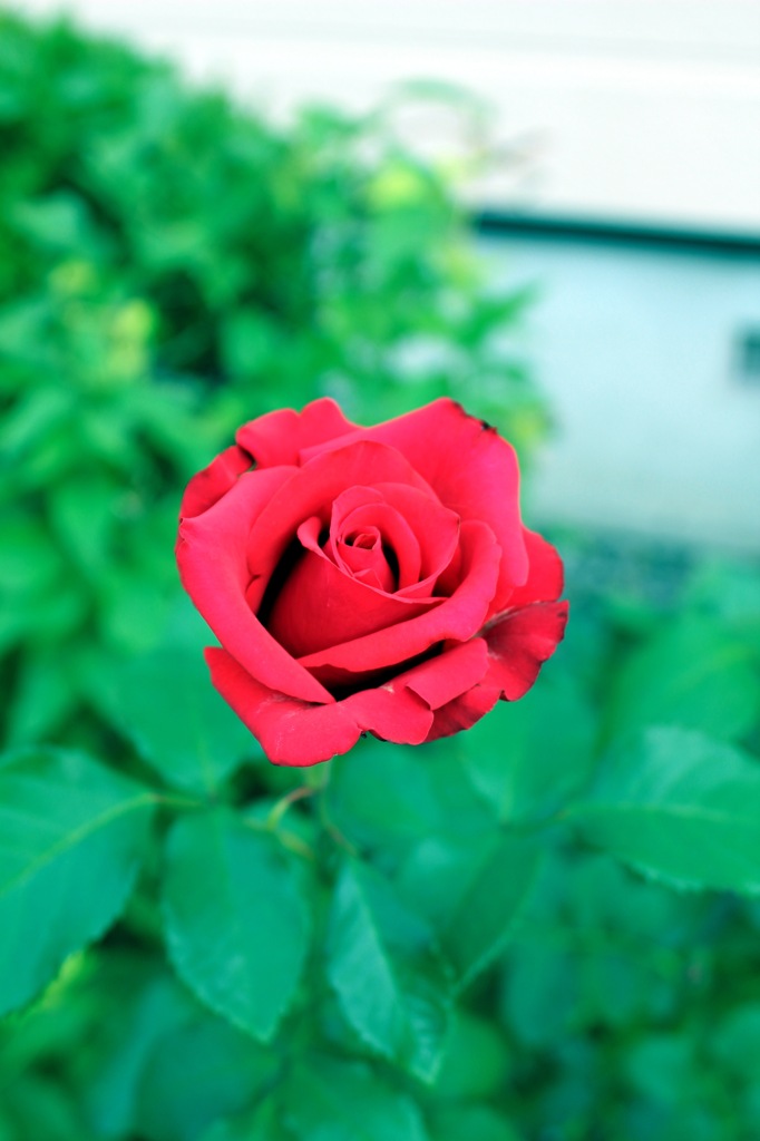 薔薇