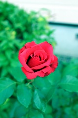 薔薇