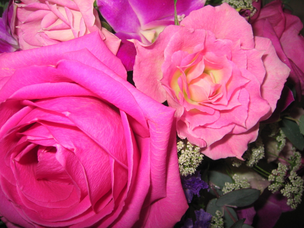 Roses