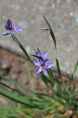 薄紫の花
