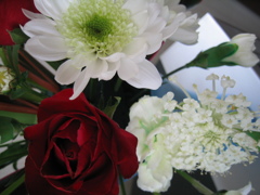 Spring Flower 