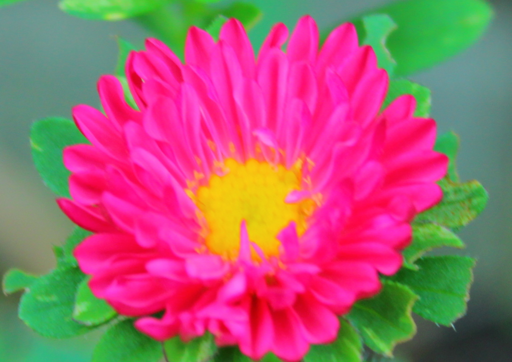 アスター