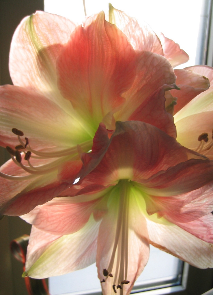 Amaryllis