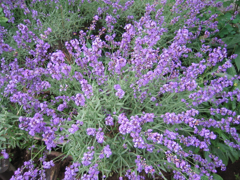 Lavender