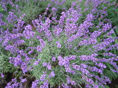 Lavender