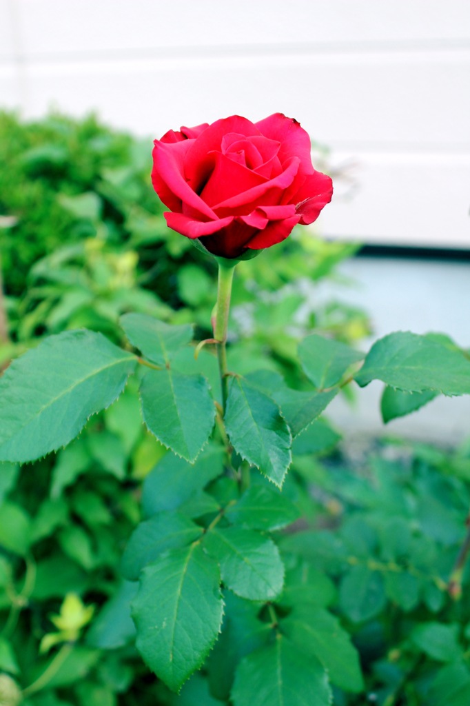 薔薇