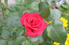 真紅の薔薇