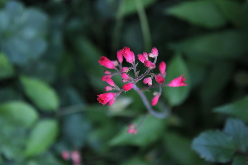 紅い花