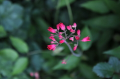 紅い花