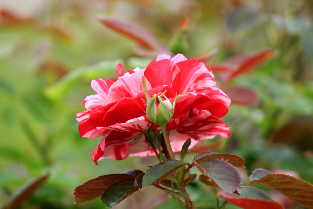 薔薇　センチメンタル