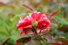 薔薇　センチメンタル