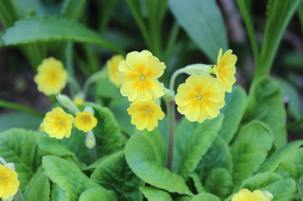 Primula