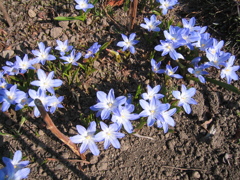 ハナニラ2012 