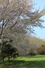 北の桜 / 今年一番..! 遅い桜