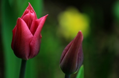 春・花