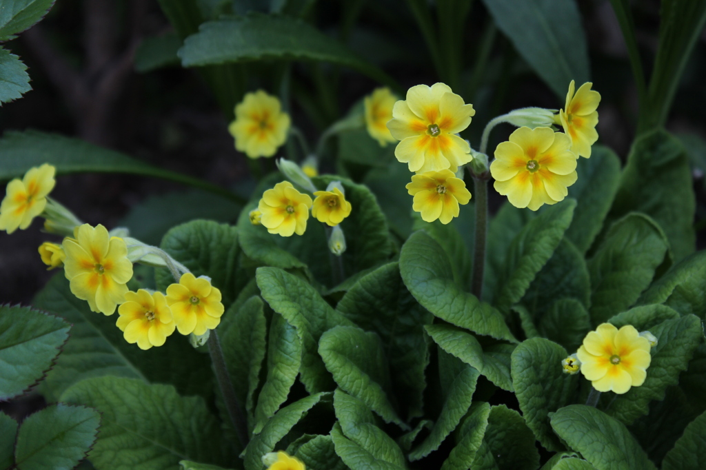 Primula