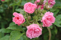河川敷の薔薇２