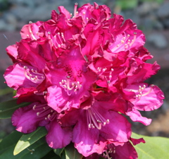 石南花