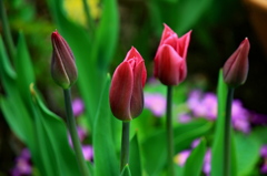 春・花