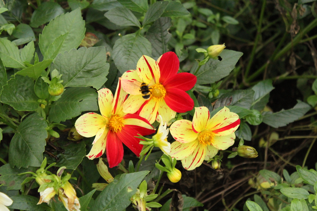 花