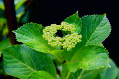 紫陽花