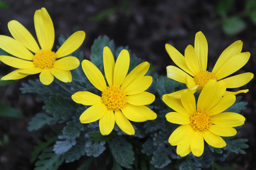 Euryops daisy