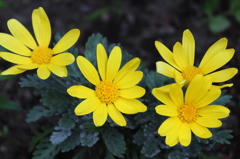 Euryops daisy