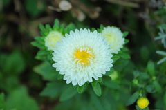 アスター