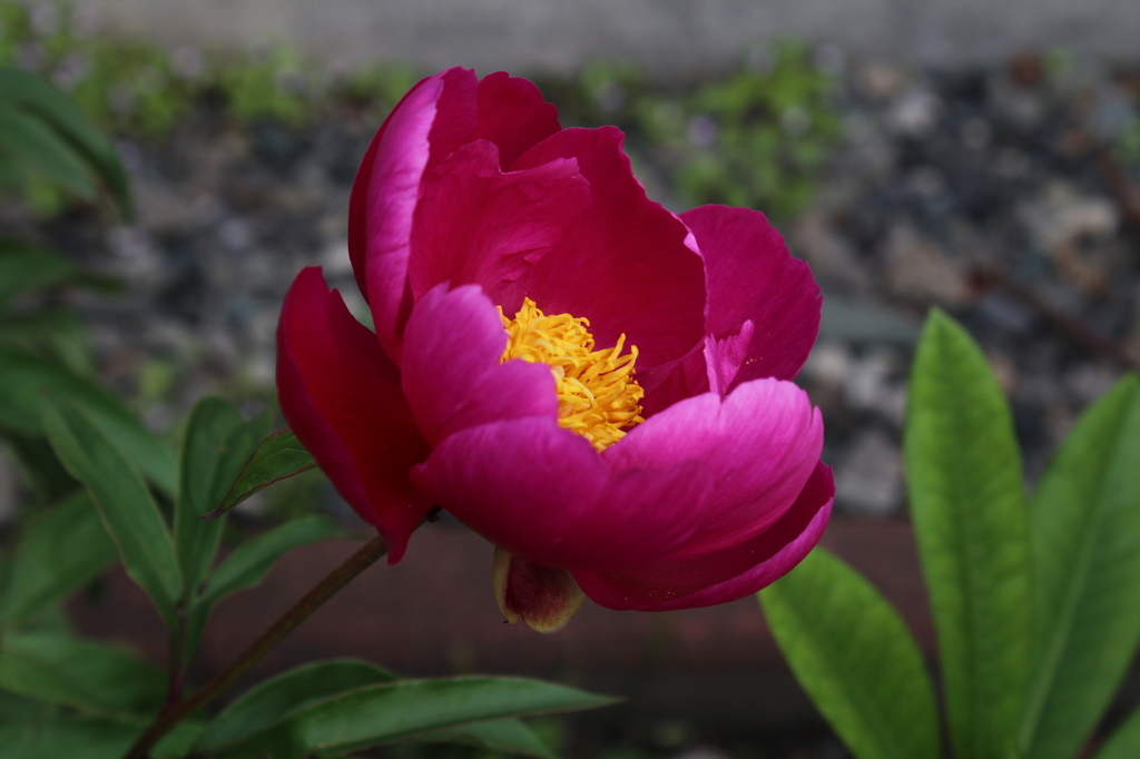 芍薬 1