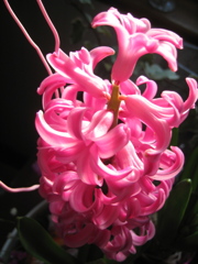 Spring Flower