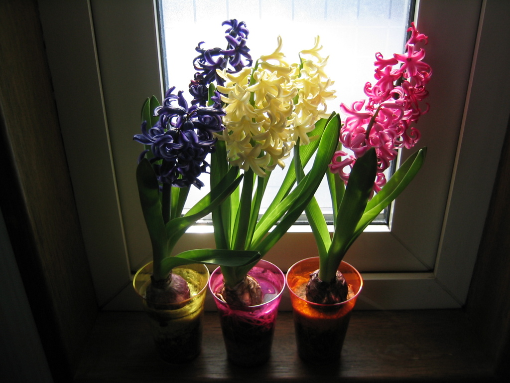 Hyacinth trio
