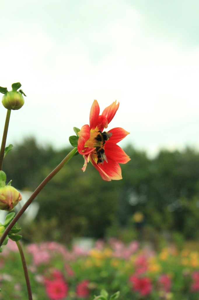 公園の花と蜂