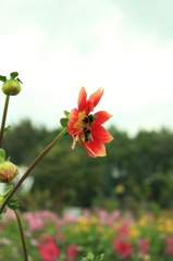 公園の花と蜂