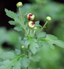 菊