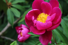 芍薬 3