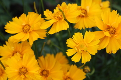 黄色の花達