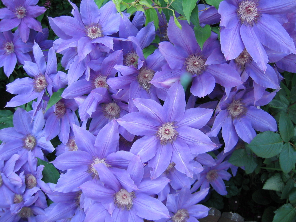 Clematis